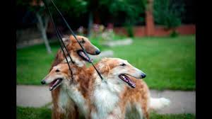 El borzoi en argentina, criadores de borzoi, cachorros borzoi, borzoi russian gold, galgo ruso. Russia S Borzoi Dog Illuminates The Country S Soul Youtube