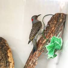 Последние твиты от flicker (@flickermusic). Meet The Northern Flicker Alberta Institute For Wildlife Conservation