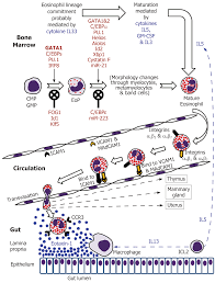 Eosinophils In The Gastrointestinal Tract And Their Role In