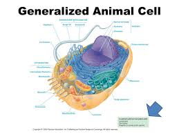 We did not find results for: Prokaryotic Cells Eukaryotic Cells Domains Bacteria Archaea 1 10 Mm Ppt Video Online Download