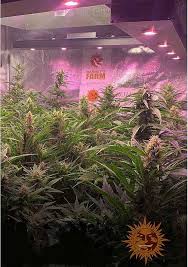 Gorilla glue's bud has a super sour diesel chemical flavor that's incredibly harsh and sticks to your gorilla glue cannabis strain provides a crazy powerful high that leaves you feeling like your mind is. Gorilla Glue Auto Sementes De Canabis Autoflorescentes
