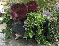 With that in mind, below are the types of succulents that will do well outdoors. Species Spotlight Succulent Senecio The Succulent Eclectic