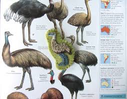 We Love This Animal Encyclopaedia Australia Animals Wall Maps Animals