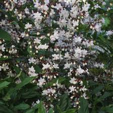 Image result for Erythrococca zambesiaca
