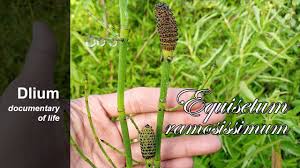 Image result for Equisetum ramosissimum