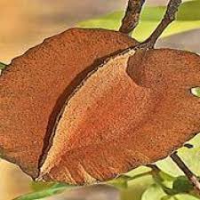 Image result for Triplochiton zambesiacus