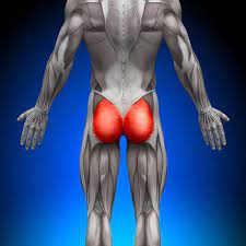 They affect your ability to sit and stand, walk up the stairs and even walk up a hill. Butt Muscle Chart Faval