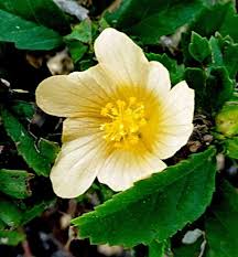 Image result for Malvastrum coromandelianum