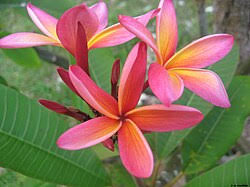 Image result for Plumeria rubra