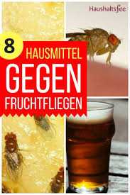 Um lackschäden zu vermeiden, müssen autobesitzer vogelkot, harz und insektenreste schnell vom wagen entfernen. 8 Einfache Hausmittel Gegen Fruchtfliegen Hausmittel Gegen Fruchtfliegen Fruchtfliegen Fruchtfliegenfalle