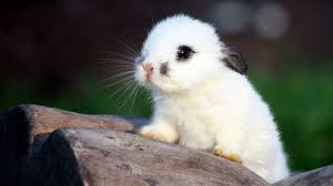 Cute Shy One Cute Baby Bunnies Cute Baby Animals Animals Beautiful