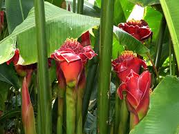 Maybe you would like to learn more about one of these? Flower Flowers Nature Plant Winter Garden New Zealand Auckland Blossom Bloom Yellow Pxfuel