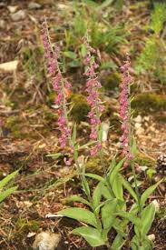 Image result for Habenaria uncicalcar