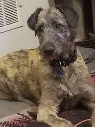 Brindle Irish Wolfhound Puppy Festus 12 Weeks Irish Wolfhound Irish Wolfhound Puppies Wolfhound