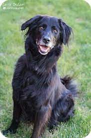 Seattle Wa Border Collie Labrador Retriever Mix Meet Sadie A Dog For Adoption Labrador Retriever Mix Dog Adoption Collie