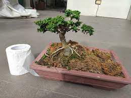 Our homes are too warm and dry for most plants and in winter when light levels are low a very warm situation will encourage the tree to grow. Bonsai Philippines In Metro Manila Home Facebook