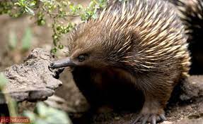 صور حيوان ايكيدنا اجمل صور ايكيدنا australian animals animals echidna