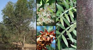 Image result for Loxostylis alata