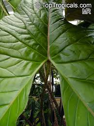 Image result for Disperis johnstonii