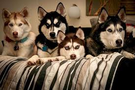  Caes Caes Husky Siberiano 05 Malamute Husky Siberian Husky Cute Husky