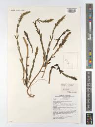 Image result for Hygrophila hippuroides