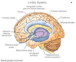 Limbic System Limbic System Neuroscience Brain Anatomy