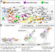 Dengue virus is a flavivirus transmitted to humans by aedes mosquitoes. Atomic Level Functional Model Of Dengue Virus Envelope Protein Infectivity Pnas