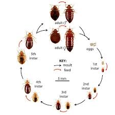 Image result for bedbugs on mattress