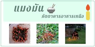 แมง นบ ( ไหว้ ) มิใช่แมลงนพ ภาคใต้ : à¹à¸¡à¸‡à¸¡ à¸™ à¸  à¸•à¸•à¸²à¸„à¸²à¸£à¸­à¸²à¸«à¸²à¸£à¹€à¸«à¸™ à¸­ Trueid In Trend