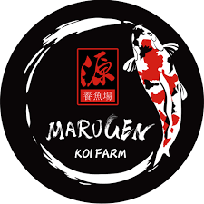 Choose from 109 printable design templates, like ikan koi posters, flyers, mockups, invitation cards, business cards, brochure,etc. Omosako Koi Farm Marugen Koi Farm