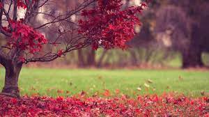 We did not find results for: Full Screen Hd Desktop Wallpapers Top Free Full Screen Hd Desktop Backgrounds Wallpaperaccess