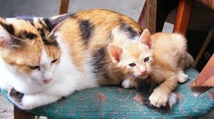 Gambar induk kucing yang sedang mengasuh anaknya ini tergolong rumit pewarnaannya. Kenapa Anak Anak Kucing Dari 1 Induk Bisa Punya Warna Beda Beda Kumparan Com