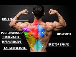 Dumbbell shrugs with rotations work several sets of muscles in the upper back. Can T Get A Muscular Back Just Do This Youtube
