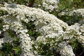 Bild Von Spiraea Alpine Fruhlingsblume Weiss Bluhender Strauch Weiss Bluhende Straucher Fruhling Blumen Fruhlingsblumen