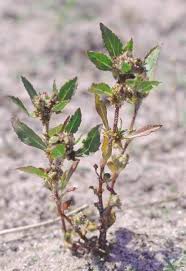 Image result for Bergia capensis