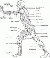 Learn more about muscles, bones, and their injuries with our detailed musculoskeletal reference app. The Muscular System Coloring Pages Coloring Home