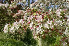 Check spelling or type a new query. Spring Blossom On Fruit Trees Vale Of Evesham Worcestershire England Uk Stock Photo Picture And Royalty Free Image Image 883400