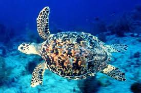 50 cfr 17.95 puerto rico: Atlantic Hawksbill Sea Turtle