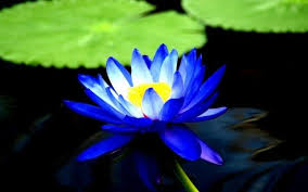 Jom ketahui khasiat bunga telang. Gambar Bunga Lotus Biru