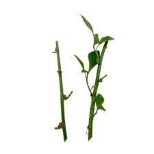 Image result for Struchium