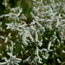 Image result for Aerva leucura