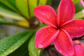 They are grouped by subject matter for your browsing convenience. Plumeria Flower Meaning Flower Meaning