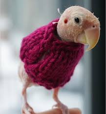 Baby Bird With No Feathers Pin On Rhea The Naked Birdie