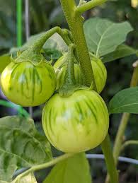 Image result for Solanum aethiopicum