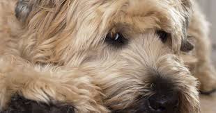 Wheaten Terrier Dog Breed Information The Soft Coated