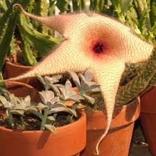 Image result for Stapelia gigantea