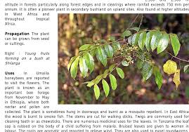 Image result for Isoglossa eliasbandae