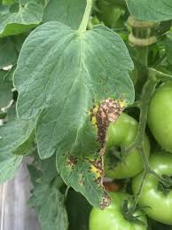 From modern latin solanaceae, from latin solanum (nightshade). Vegetable Solanaceous Septoria Leaf Spot Umass Center For Agriculture Food And The Environment