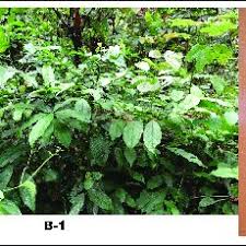 Image result for Microdesmis