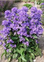Bellflower Superba Campanula Glomerata 50 Seeds Campanula Unusual Plants Purple Garden